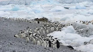 Time Lapse of Penguin Traffic || ViralHog