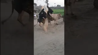 Cow Meeting||Meet cow 2021 ||Punjab Animal