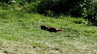 California ground squirrel - Narrated by David Attenborough