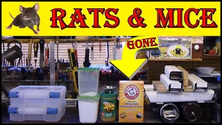 Mice And Rats  -  Best  Non  Toxic  Removal  Formula