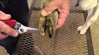 How to Trim Goat Hooves