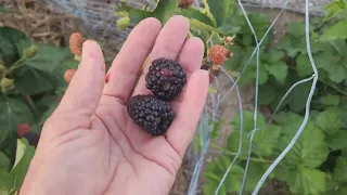 Blackberries: Finally Ripe!