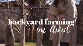 Backyard Farming 👩‍🌾 April 🌱 unser Selbstversorger Garten 🥕🌱 so starten wir in den Frühling