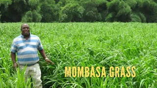 Planting Mombasa Grass