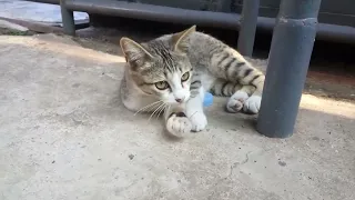 Kittens play on the terrace using bottle caps of bottled mineral water #cats #funny #laugh #video