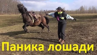 A horse is in panic. How to make it calm?