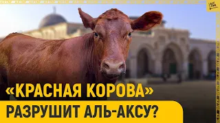 «Красная корова» разрушит Аль-Аксу?