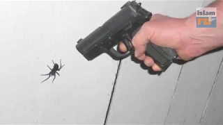 Можно ли убивать пауков