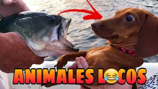 🤣 Animales Locos y Chistosos 😺🐶 Animales Haciendo Locuras