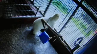 Испуганные мишки в пермском зоопарке во время урагана