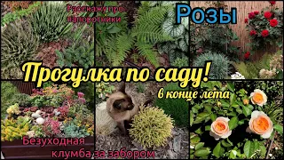 Прогулка по саду в конце августа. Зацветают розы. Простые в уходе растения. Очиток, папоротники.