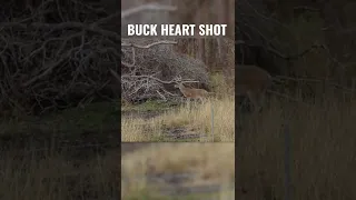 Whitetail HEART SHOT with THERMAL AR10