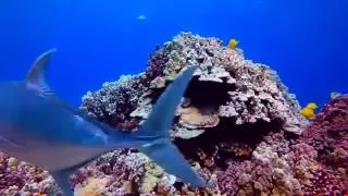 Molokini crater Maui snorkel