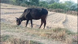 ammizing cow meeting new latest hot video 2021