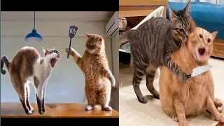 Funny Cats video | Cats story | Cat lover #cat #catlover