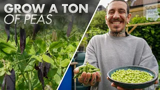How to grow peas | Easy, simple, Huge Harvest