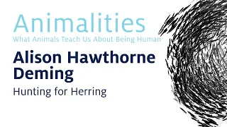 2019 Animalities: Hunting for Herring