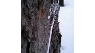 Tapping Michgan Maple Trees