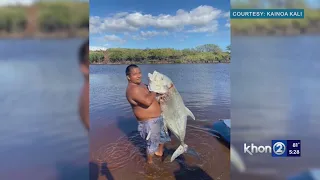 'In shock, shaking, nervous,' Kekaha fisherman hauls 81 lb. ulua from Waimea river bank