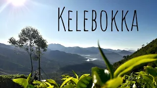 Kela Bokka in Sri lanka
