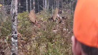 Maine trophy moose hunt kill shot 2023