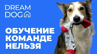 Команда Нельзя 🐶 Отучить собаку кусать неигровые предметы 🐕 Научить щенка запрету по слову Фу, Нет 🐩