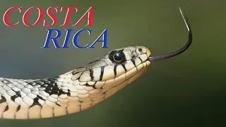 COSTA RICA IN 4K 60fps HDR (8K & 12K ULTRA HD)