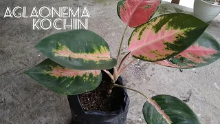 New Method of Planting Aglaonema - to Get Lots of Shoots