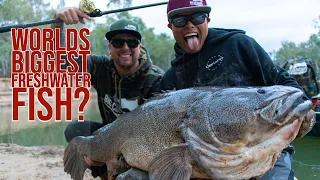 World's Biggest Fish? 121cm (ALMOST 4 ft) Murray Cod Eats the Wrong Bird - #BigCodDreams Episode 7