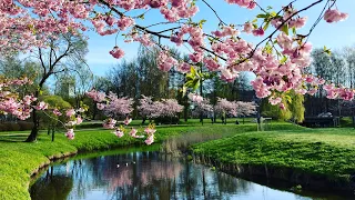 Spring Vibes - Cherry Blossom Blooming in Riga Parks (Latvia) 02.05.2021