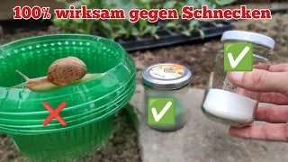 so habe ich das Schneckenproblem im (Bio)-Garten, Hochbeet & Topf gelöst. Meine 3 wirksamsten Mittel