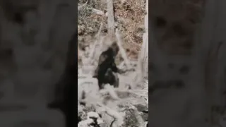 Bigfoot - Patterson/Gimlin Film - Stabilized, Zoomed, and Upscaled
