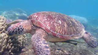 Green 🐢 Turtle @Dauin Negros Oriental