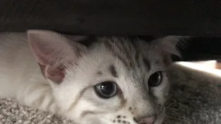 Snow Bengal Kittens - 12 weeks (3 months)