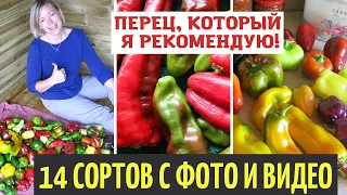 ВСЕГДА сею эти сорта перца! 14 сортов с фото и видео моих урожаев