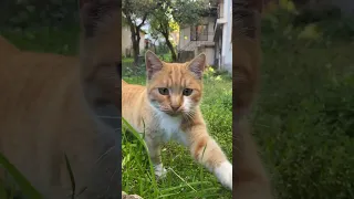 Beautiful wild Cat #animals #shorts #viral  #cat