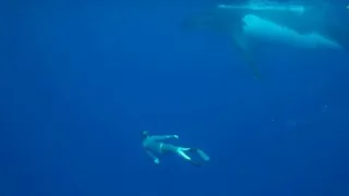 Humpback Whale swim & Freediving, Vava’u, Tonga