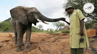 Inspirational people caring for orphaned elephants | Sheldrick Trust