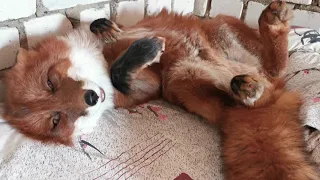 Alf the Fox Wants Belly Rubs