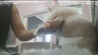 How to Groom a Pomeranian: Lion Cut