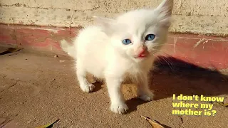 Abandoned kitten crying alone in the middle of the road