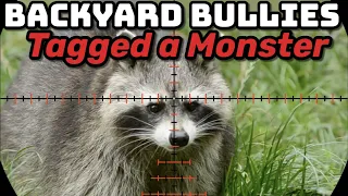 I got a Massive Raccoon!! (Backyard Bullies)