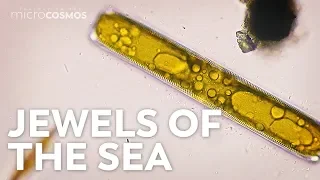 Diatoms: Tiny Factories You Can See From Space