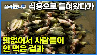 70년대 원래 식용으로 들여왔지만 특유의 냄새 때문에 식탁에서 외면받은 배스ㅣ산소통 없이 작살 하나 들고 생태계 외래종 큰입배스 300kg을 잡는 작업자들ㅣ극한직업ㅣ#골라듄다큐