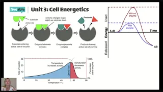 AP Biology - Unit 3 Review Cellular Energetics - 2020