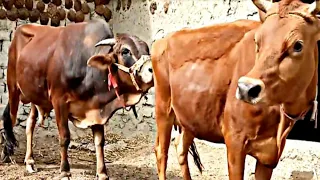 Excellent Strong Bull With Cow || Village Animal ||