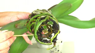 I DO NOT REPROT THE Orchid IMMEDIATELY AFTER PURCHASE. Grow Orchid roots, in a pot with a peat glass