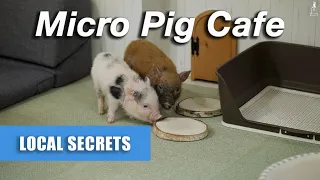 Tokyo's New Mini Pig Cafe