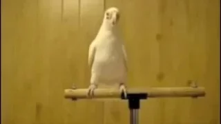 Попугай танцует под дабстеп