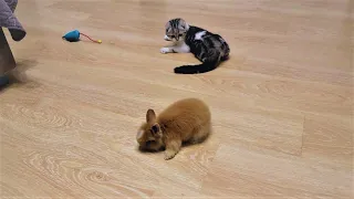 Daddy cat is tired of watching a kitten offend a rabbit. Watch the video to the end.